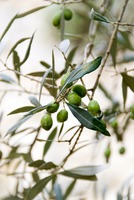 Frutti dell'Olivo Leccino