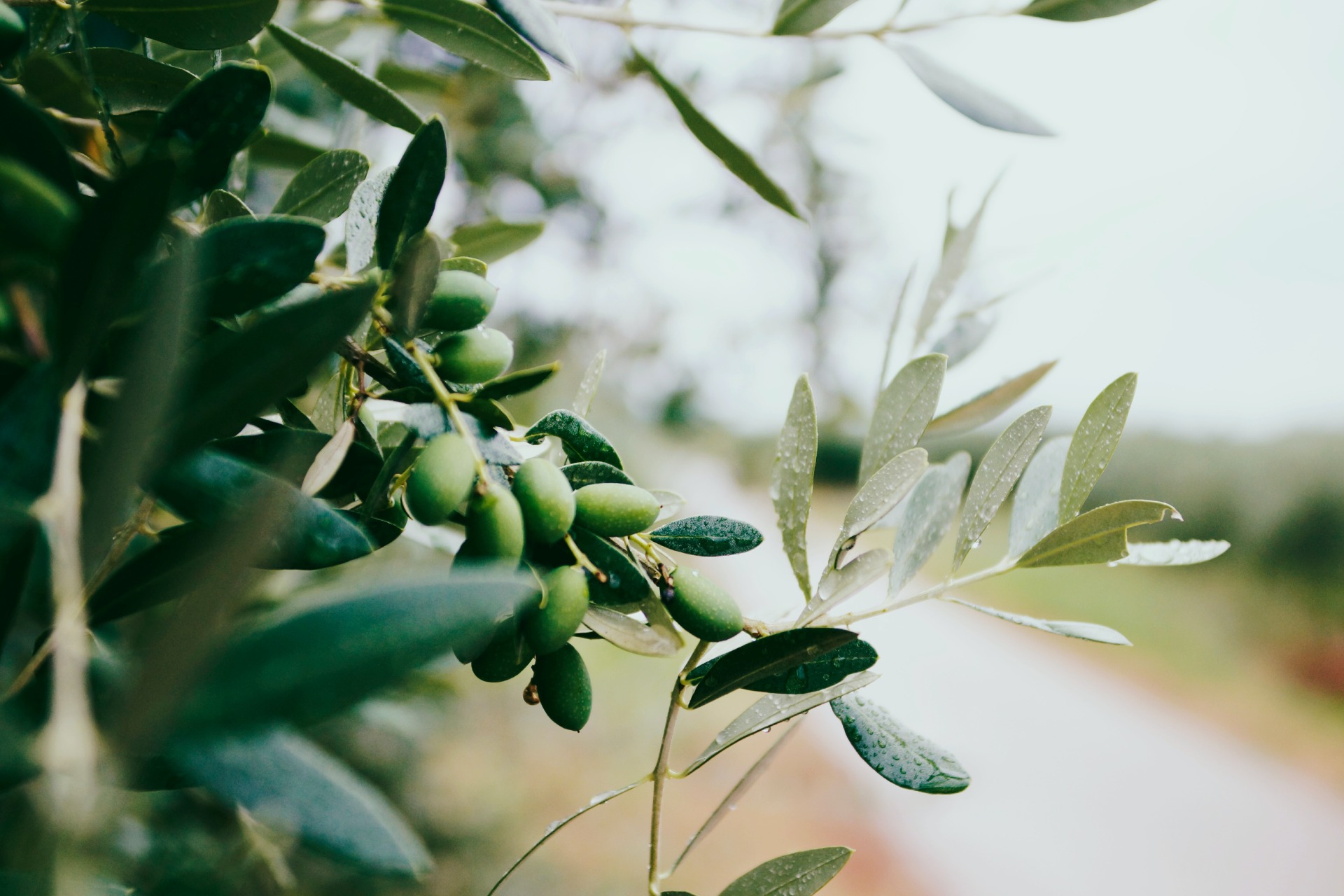 Frutti dell'Olivo Pendolino