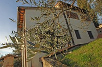 Frutti dell'Olivo Moraiolo